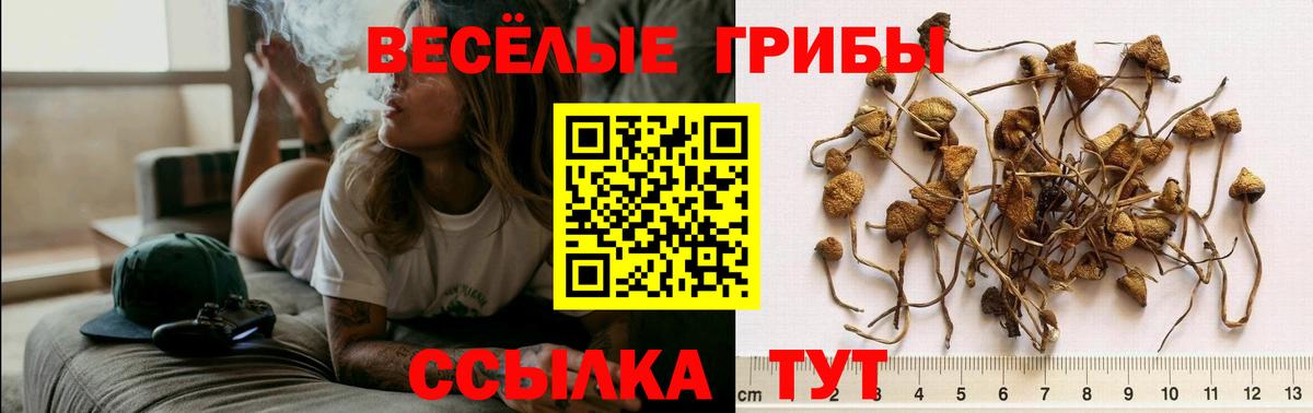 Псилоцибиновые грибы Psilocybe Северобайкальск